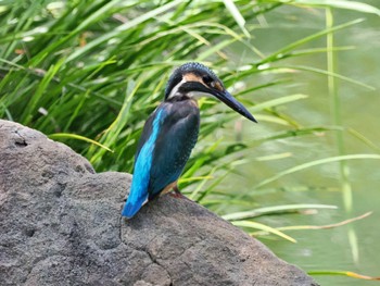 カワセミ 清澄庭園(清澄公園) 2022年8月27日(土)