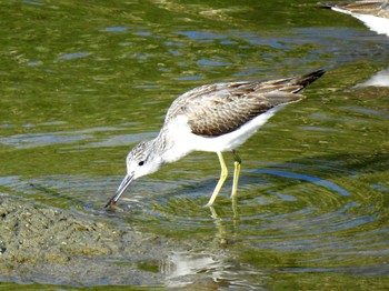 Common Greenshank 巨椋干拓地 Wed, 10/20/2021