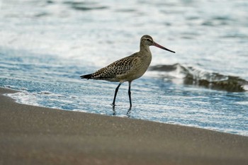 2022年8月27日(土) 新川河口(札幌市)の野鳥観察記録