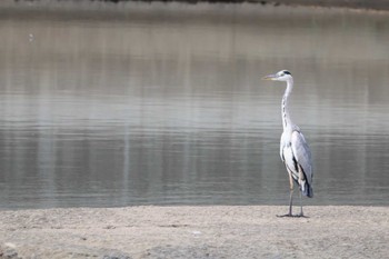 Grey Heron 熊本県 Sat, 8/13/2022