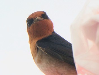 Welcome Swallow Kuranda, Queensland, Australia Wed, 8/10/2022