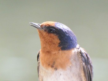 Welcome Swallow Kuranda, Queensland, Australia Wed, 8/10/2022