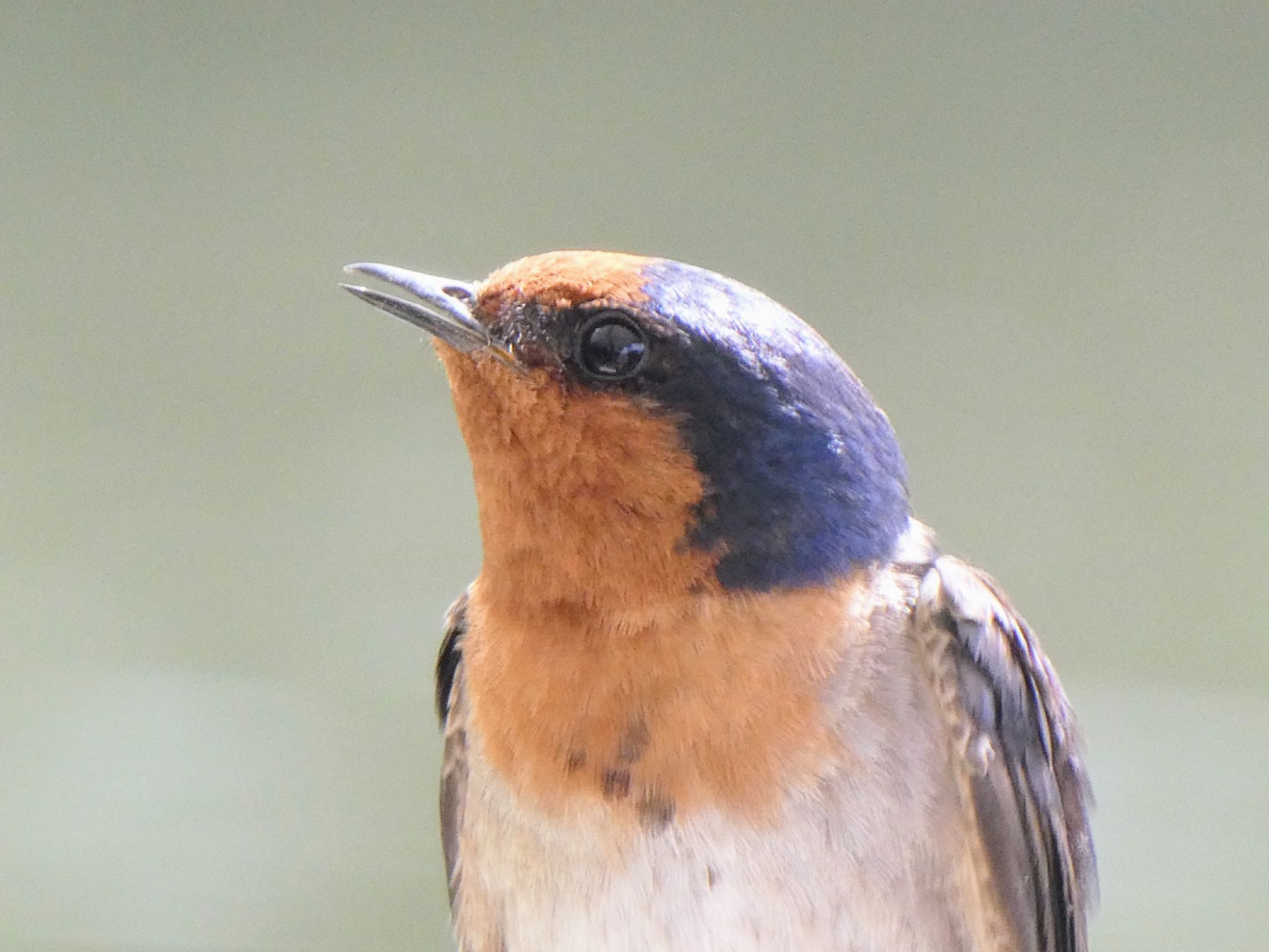 Photo of Welcome Swallow at Kuranda, Queensland, Australia by Maki