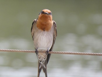 Welcome Swallow Kuranda, Queensland, Australia Wed, 8/10/2022