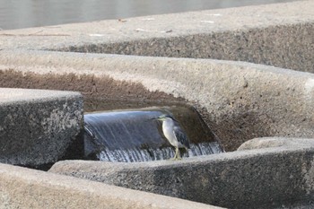 Striated Heron 熊本県 Sat, 8/13/2022