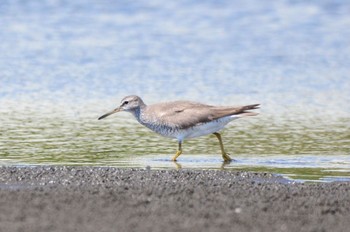 キアシシギ ふなばし三番瀬海浜公園 2022年8月27日(土)