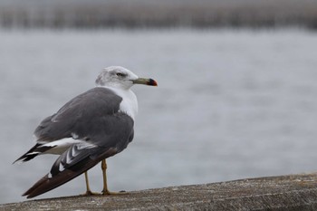 Black-tailed Gull 宮城県・松島市 Mon, 8/15/2022