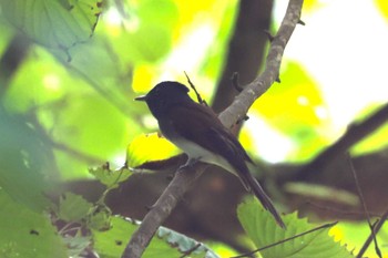 Black Paradise Flycatcher Hayatogawa Forest Road Sat, 8/27/2022
