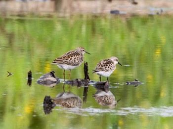 Sat, 8/27/2022 Birding report at Inashiki