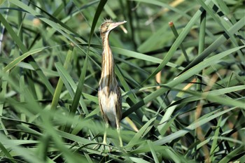 Yellow Bittern 板倉町 Sat, 8/27/2022