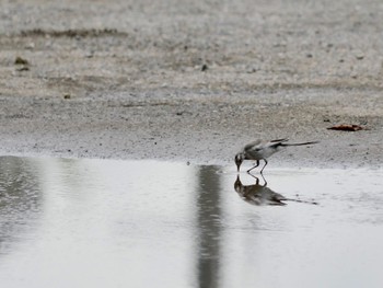 Fri, 8/26/2022 Birding report at 河北潟