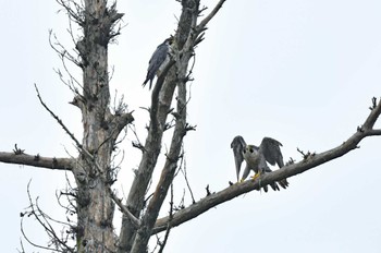 ハヤブサ 青葉山公園 2022年8月27日(土)