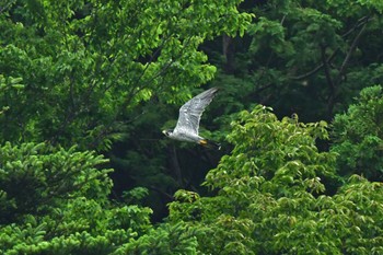 ハヤブサ 青葉山公園 2022年8月27日(土)