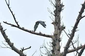 ハヤブサ 青葉山公園 2022年8月27日(土)