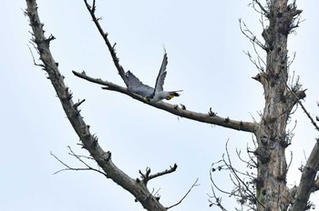 ハヤブサ 青葉山公園 2022年8月27日(土)