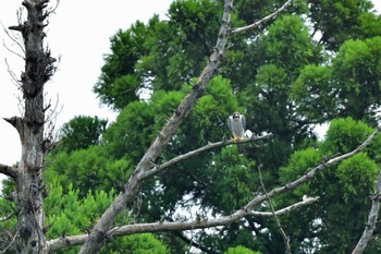 ハヤブサ 青葉山公園 2022年8月27日(土)