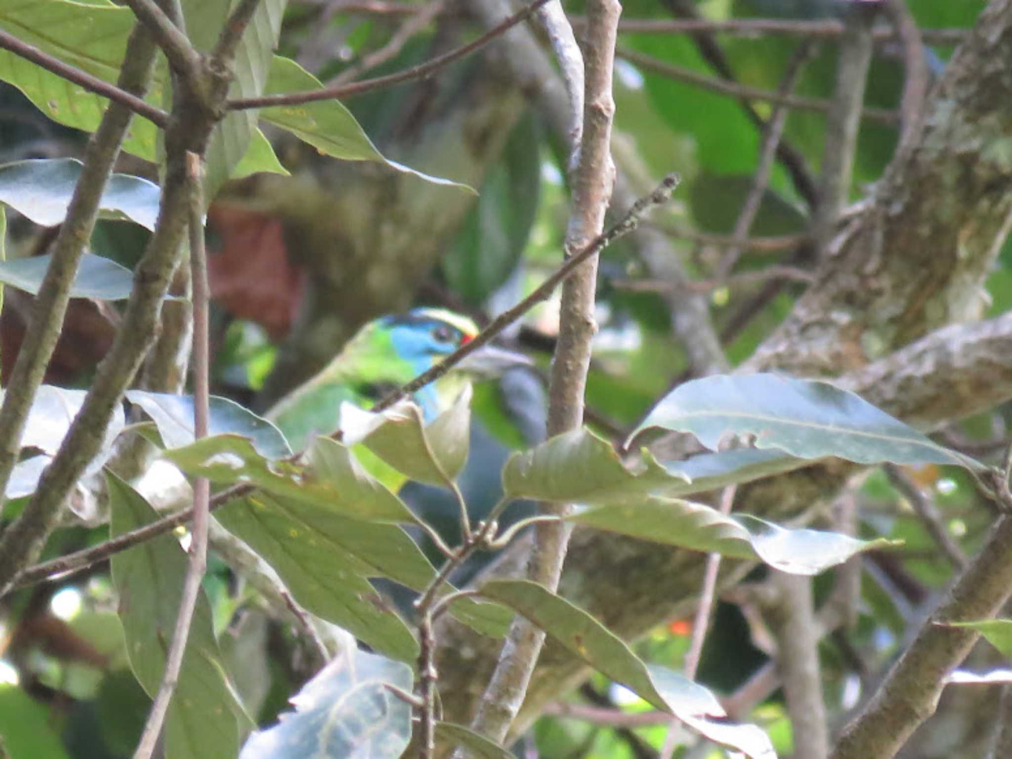 Indochinese Barbet 和名無し by Nozomu 