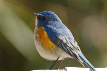 Red-flanked Bluetail 高尾山口駅から城山湖から城山公園 Sun, 1/28/2018