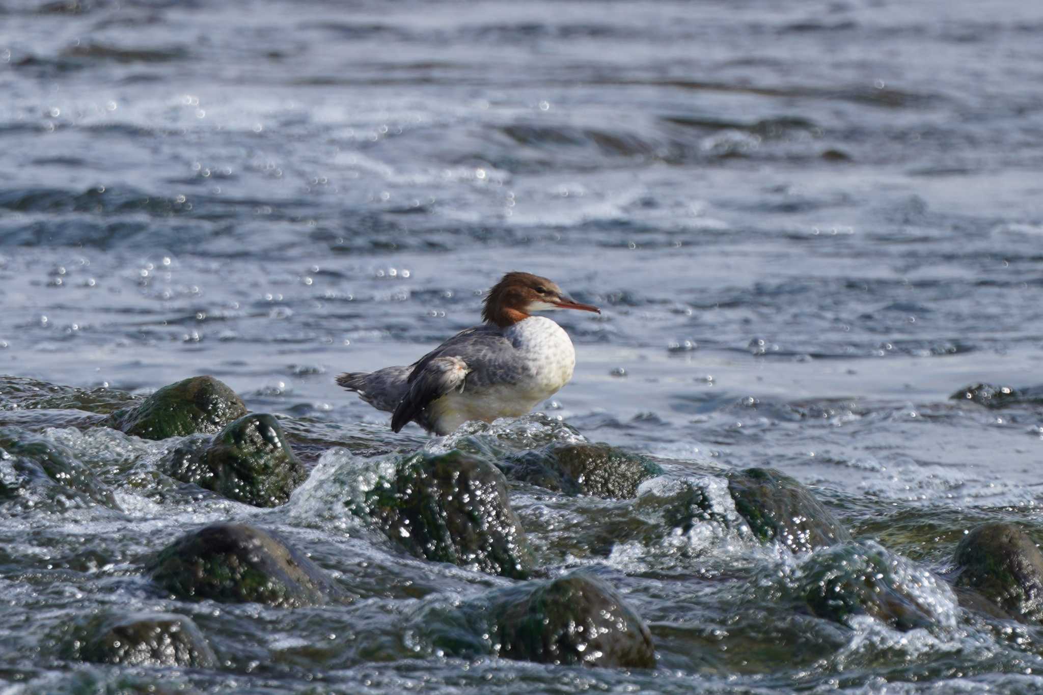 Photo of Common Merganser at 多摩川二ヶ領上河原堰 by ace