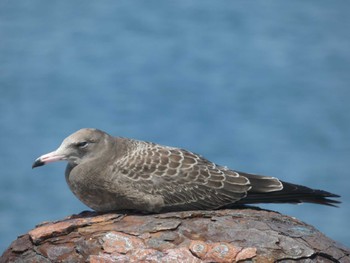 Mon, 8/8/2022 Birding report at 波崎漁港