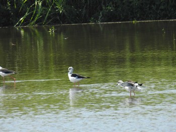 2022年8月27日(土) 平塚田んぼの野鳥観察記録