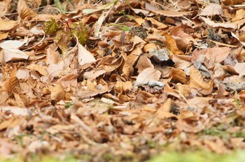 White's Thrush 高尾山口駅から城山湖から城山公園 Sun, 1/28/2018