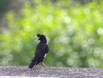 Sat, 8/27/2022 Birding report at 金井遊水地(金井遊水池)