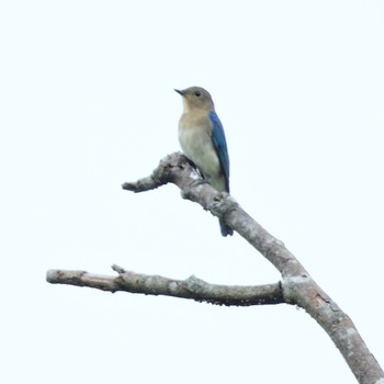 Blue-and-white Flycatcher Nishioka Park Sun, 8/28/2022