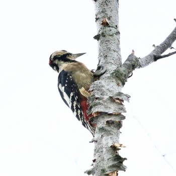 Great Spotted Woodpecker Nishioka Park Sun, 8/28/2022