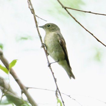 Narcissus Flycatcher Nishioka Park Sun, 8/28/2022