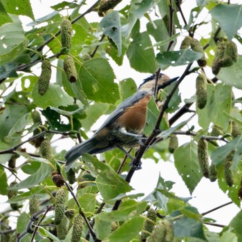 Varied Tit Nishioka Park Sun, 8/28/2022