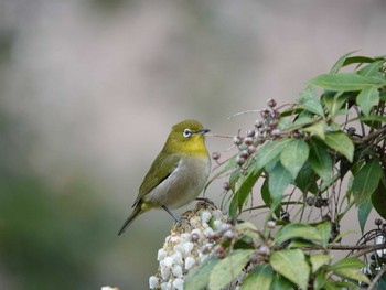 Warbling White-eye 京都大学中央キャンパス Sun, 3/20/2022