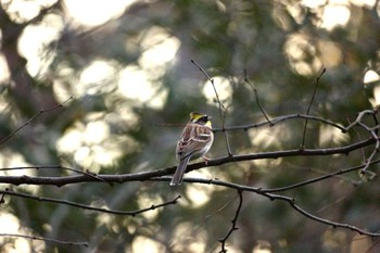 Yellow-throated Bunting 京都大学中央キャンパス Sat, 1/15/2022