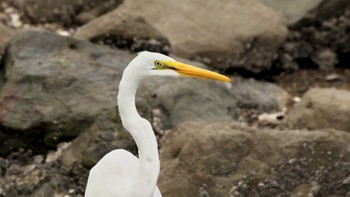 ダイサギ 東京港野鳥公園 2022年8月14日(日)