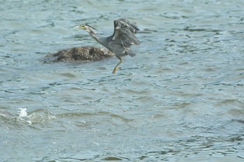 ササゴイ 東京港野鳥公園 2022年8月14日(日)