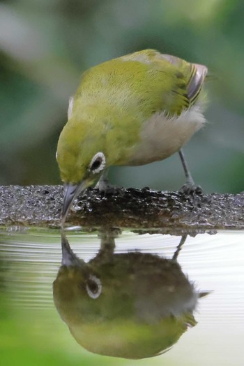 2022年8月24日(水) 権現山(弘法山公園)の野鳥観察記録