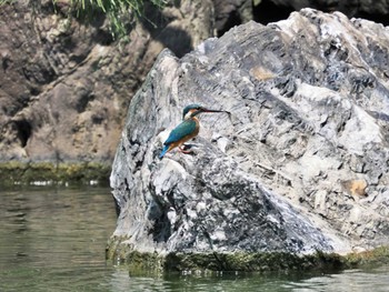 カワセミ 清澄庭園(清澄公園) 2022年8月27日(土)