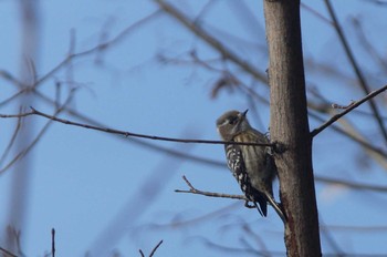 Japanese Pygmy Woodpecker 高尾山口駅から城山湖から城山公園 Sun, 1/28/2018