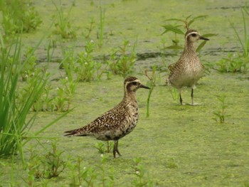 2022年8月28日(日) 厚木田んぼ(猿ヶ島)の野鳥観察記録