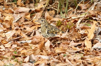 White's Thrush 高尾山口駅から城山湖から城山公園 Sun, 1/28/2018