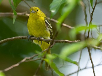 2022年8月28日(日) Jurong Lake Gardensの野鳥観察記録