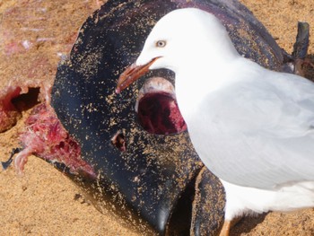 Silver Gull Long Reef(Australia, NSW) Sun, 8/14/2022