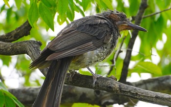 Sun, 8/28/2022 Birding report at 万代池