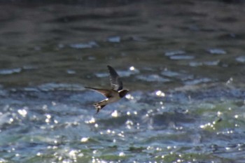 2022年8月28日(日) 鴨川の野鳥観察記録