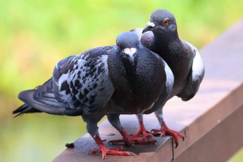 カワラバト 中郷温水池公園(三島市) 2022年8月28日(日)