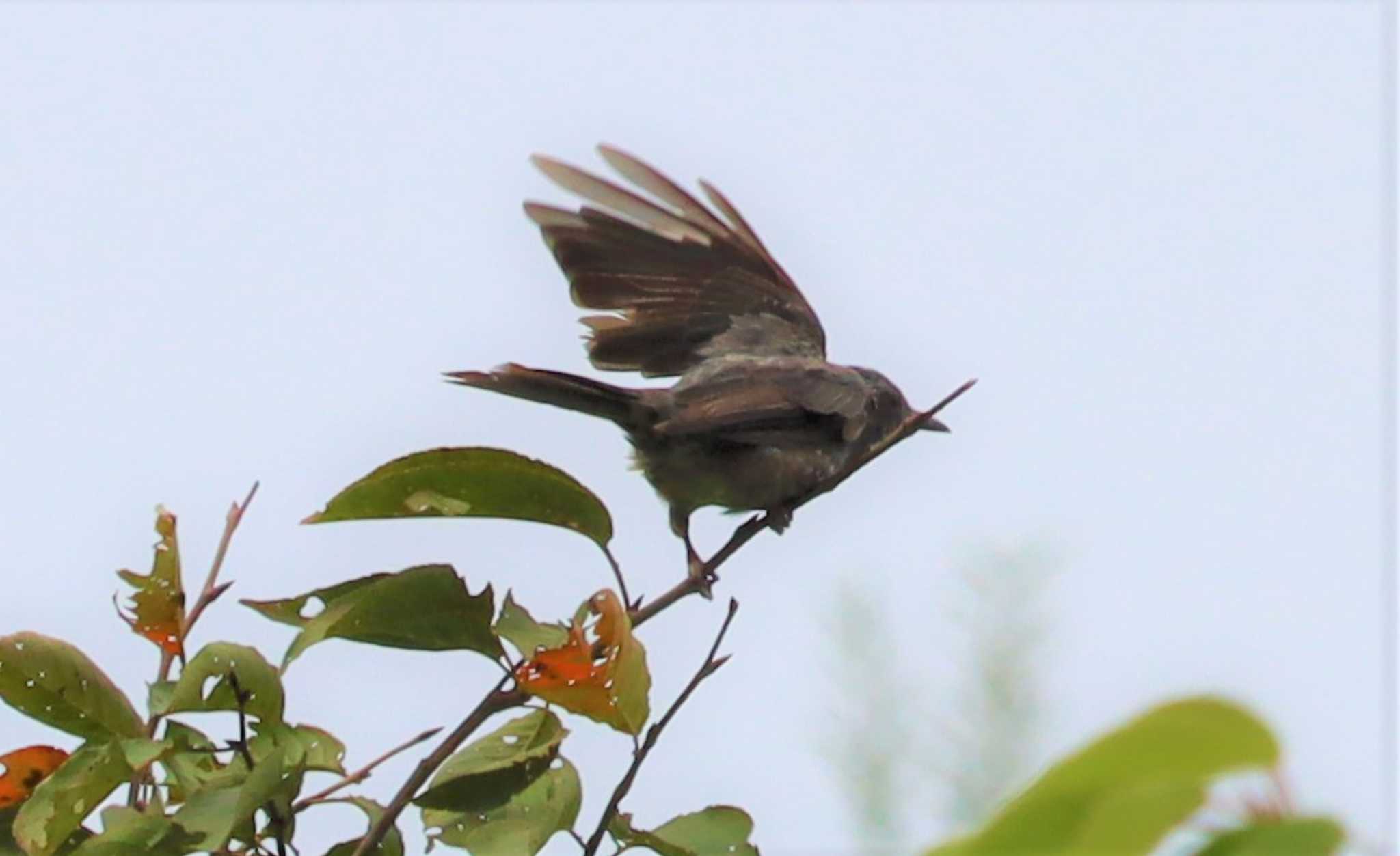 Brown-eared Bulbul