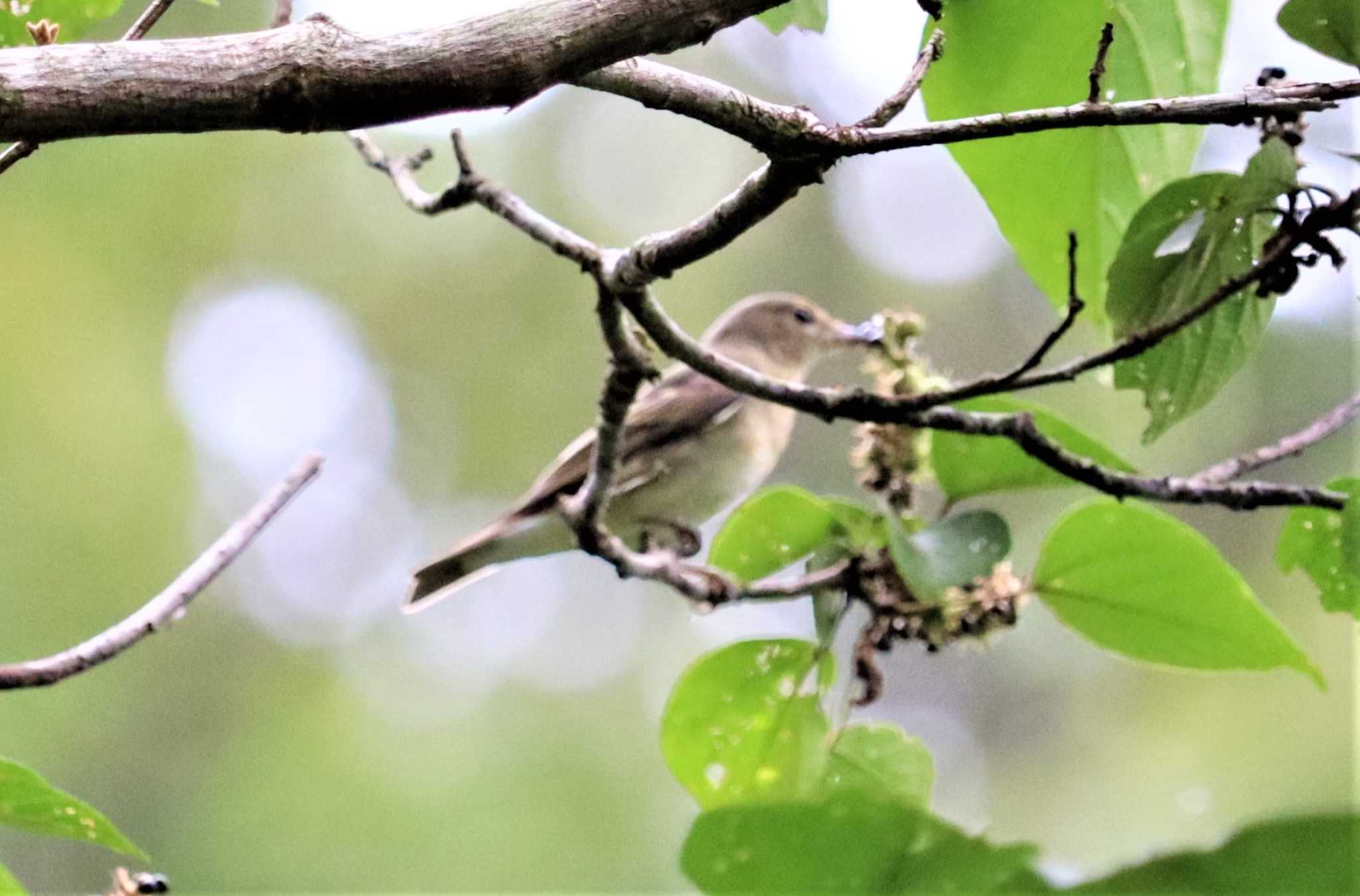 Asian Brown Flycatcher