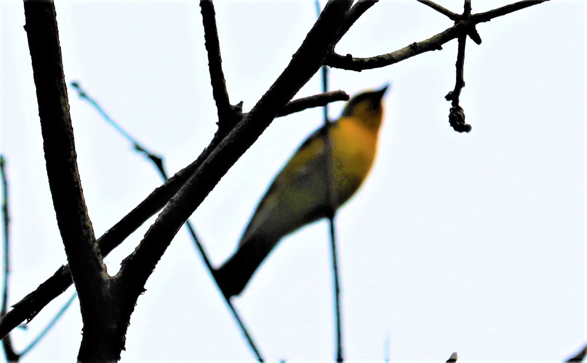 Narcissus Flycatcher