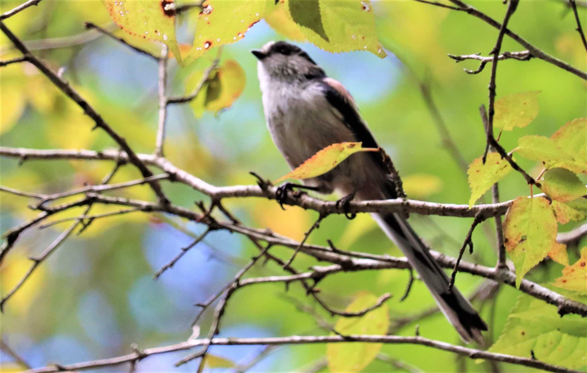 Long-tailed Tit