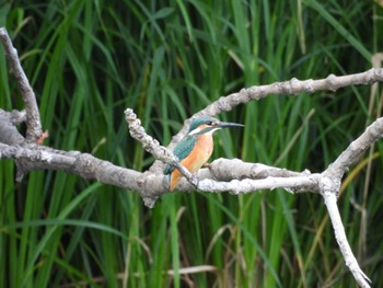 Common Kingfisher 江別市 Sun, 8/28/2022